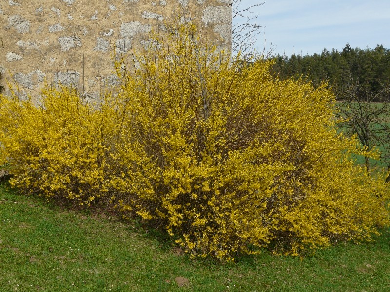 Forsythia Ã€ intermedia 1