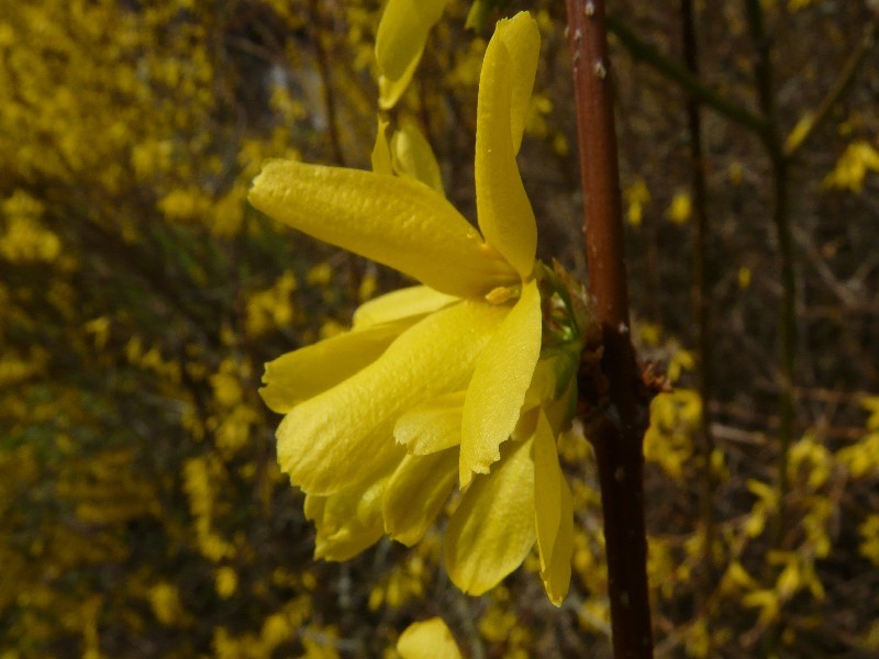 Forsythia Ã€ intermedia 2