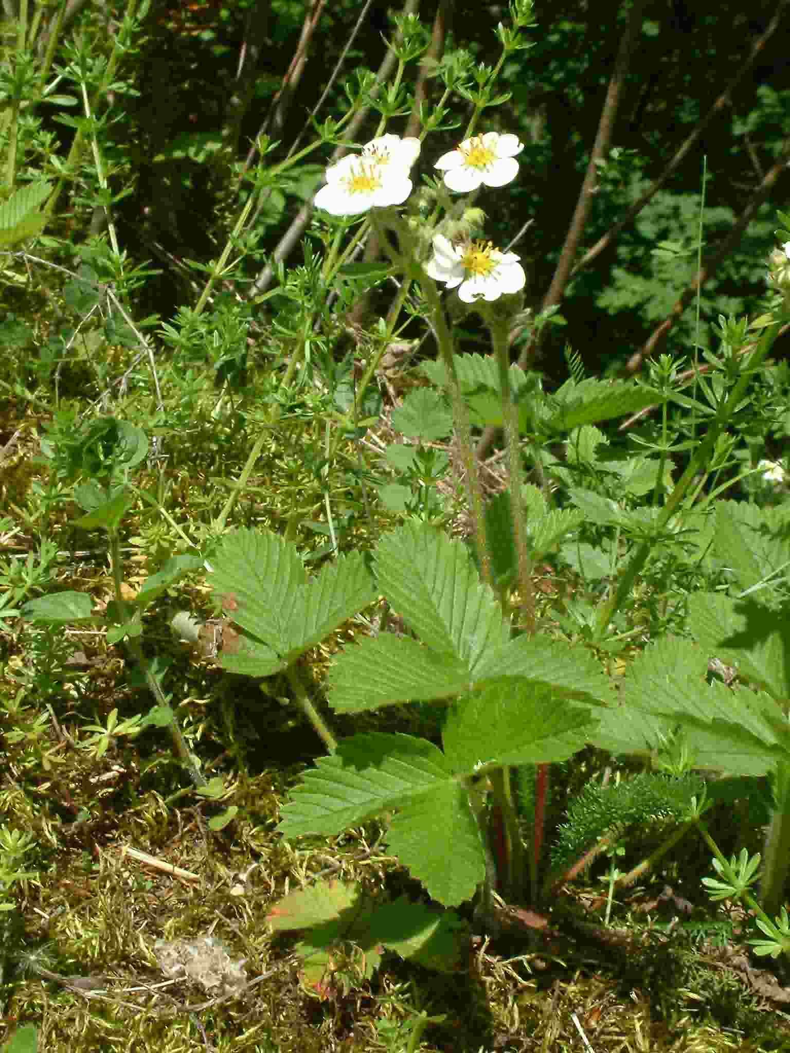 Fragaria moschata 2