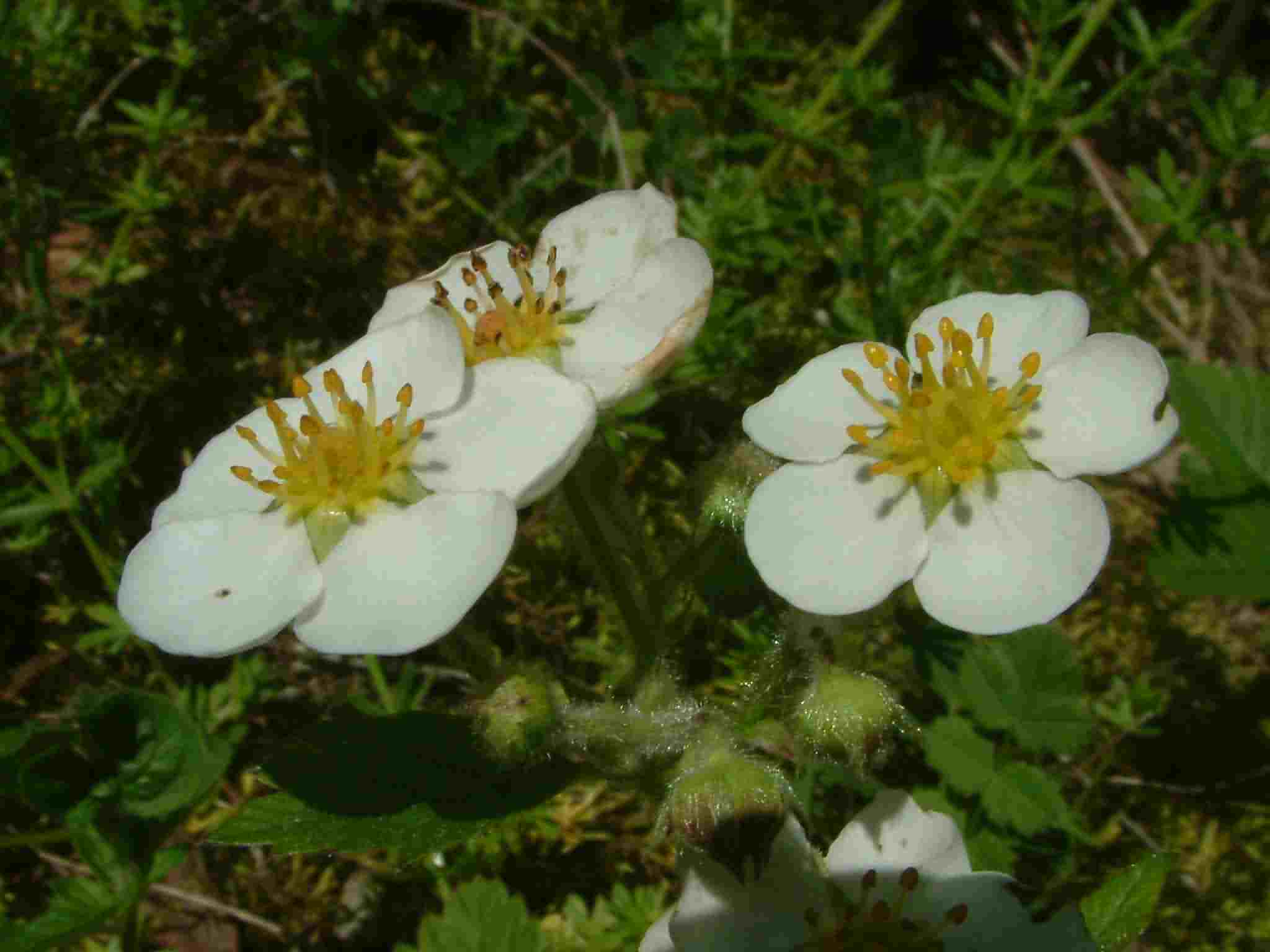 Fragaria moschata 3