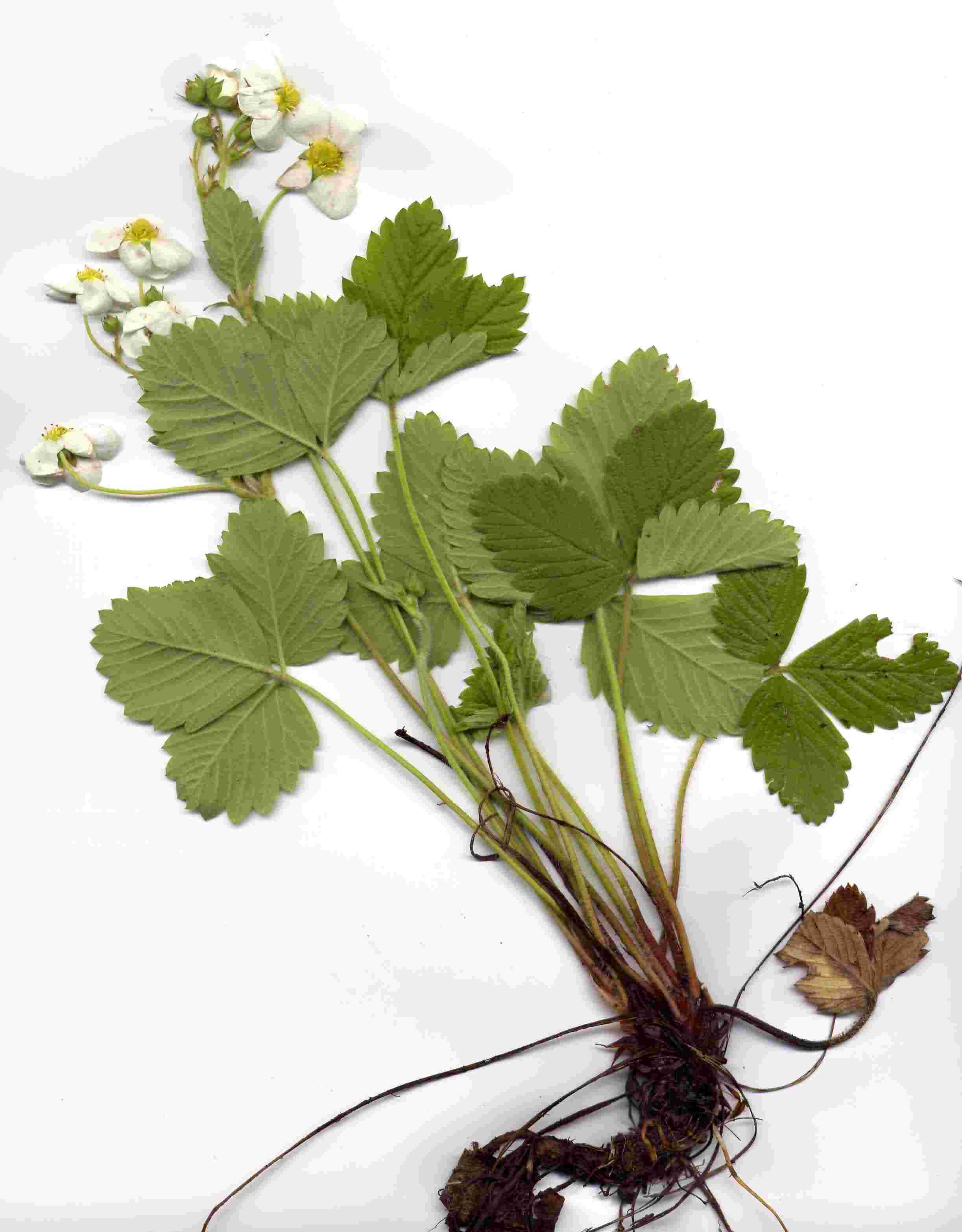 Fragaria moschata 1