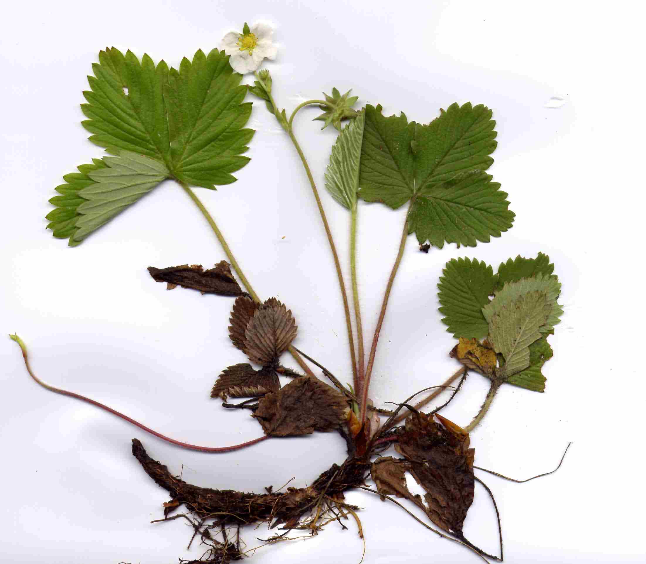 Fragaria vesca 2