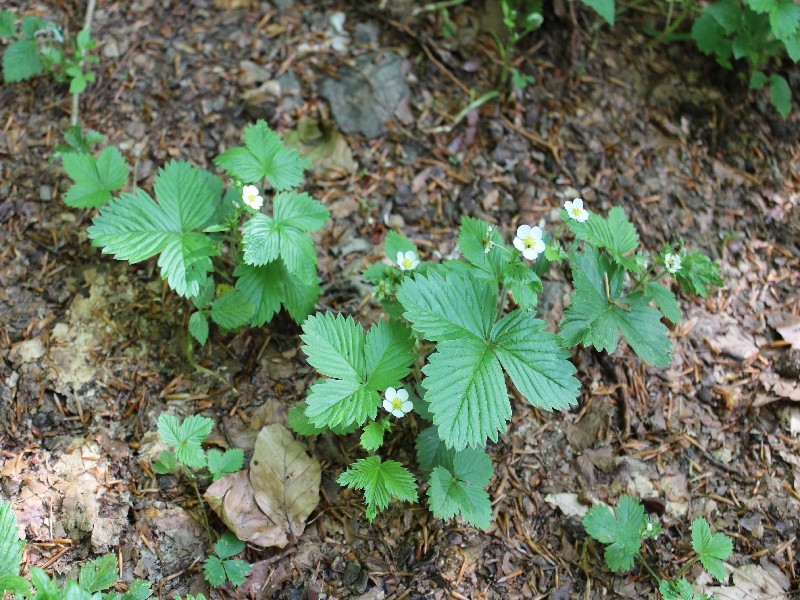 Fragaria vesca 1