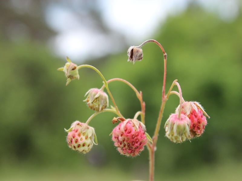 Fragaria viridis 2