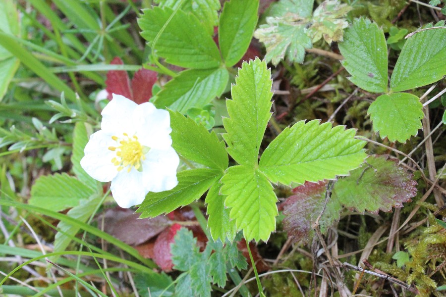 Fragaria viridis 1