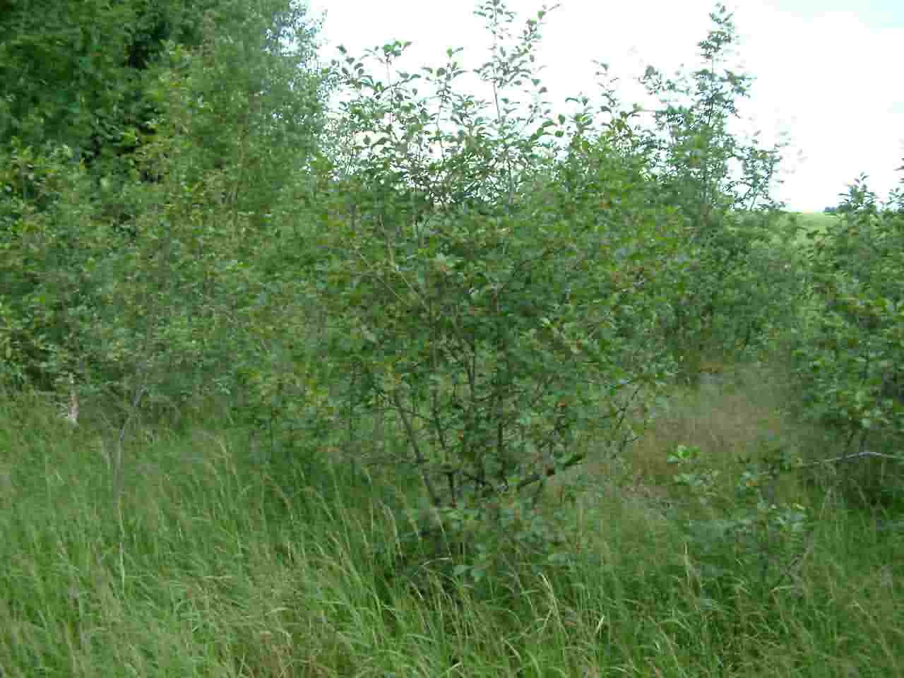 Frangula alnus 1