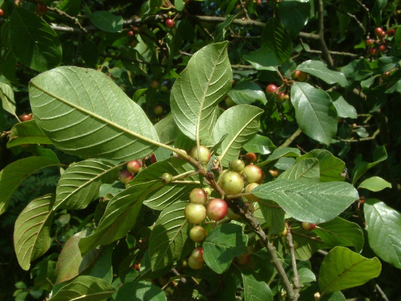 Frangula alnus 3