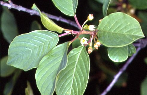 Frangula alnus 2