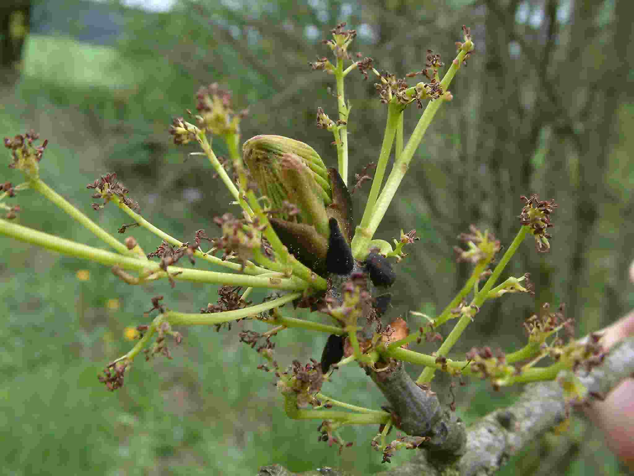 Fraxinus excelsior 3