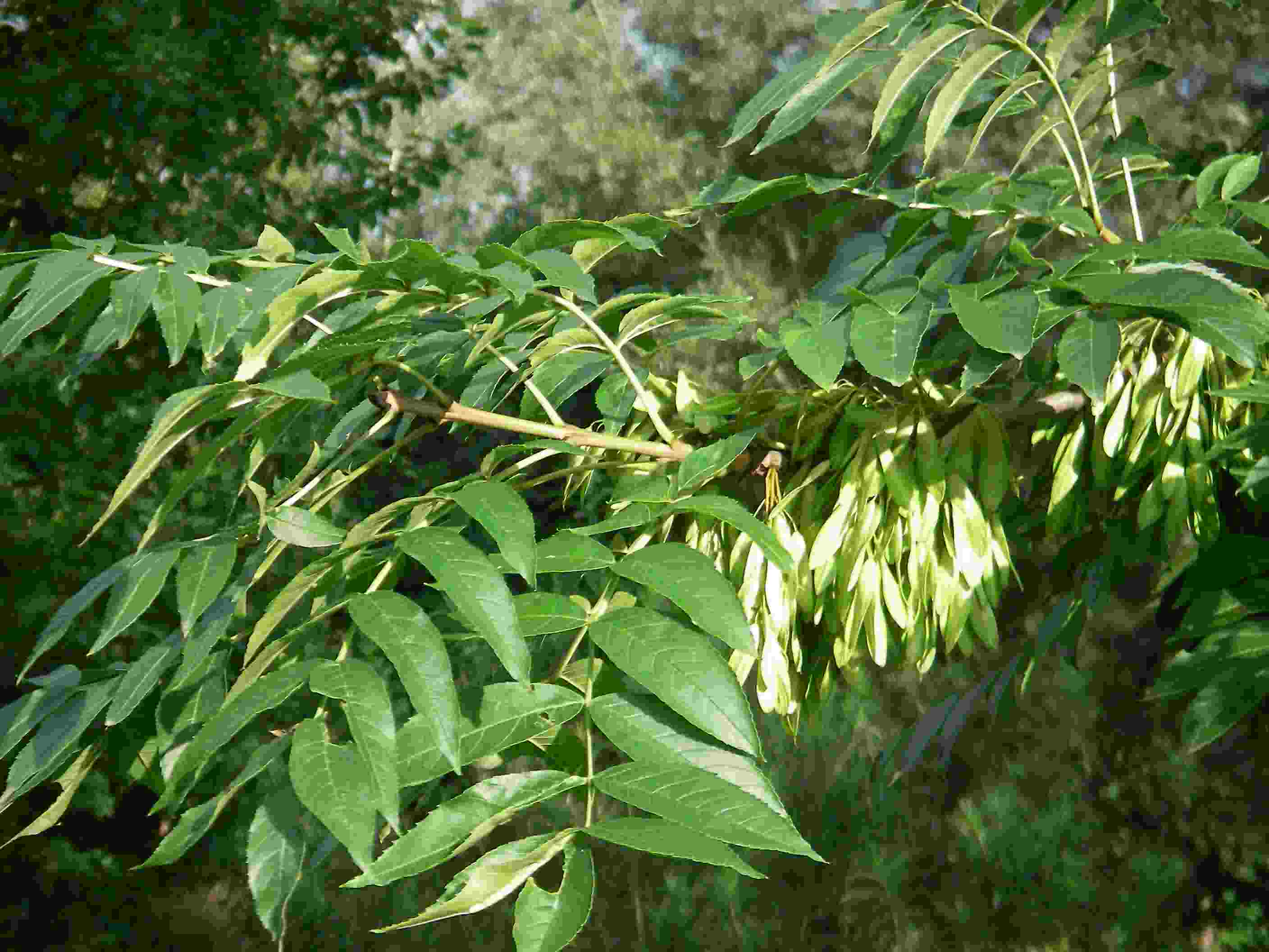 Fraxinus excelsior 4