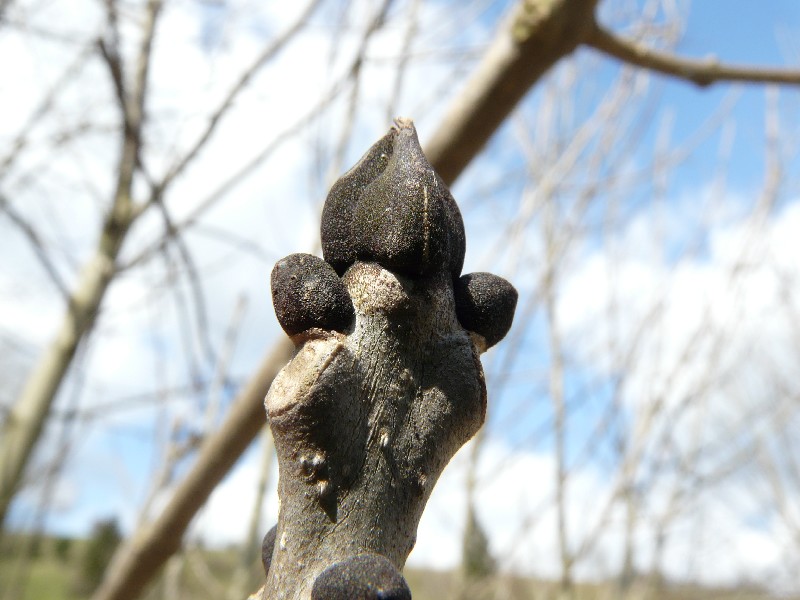 Fraxinus excelsior 1