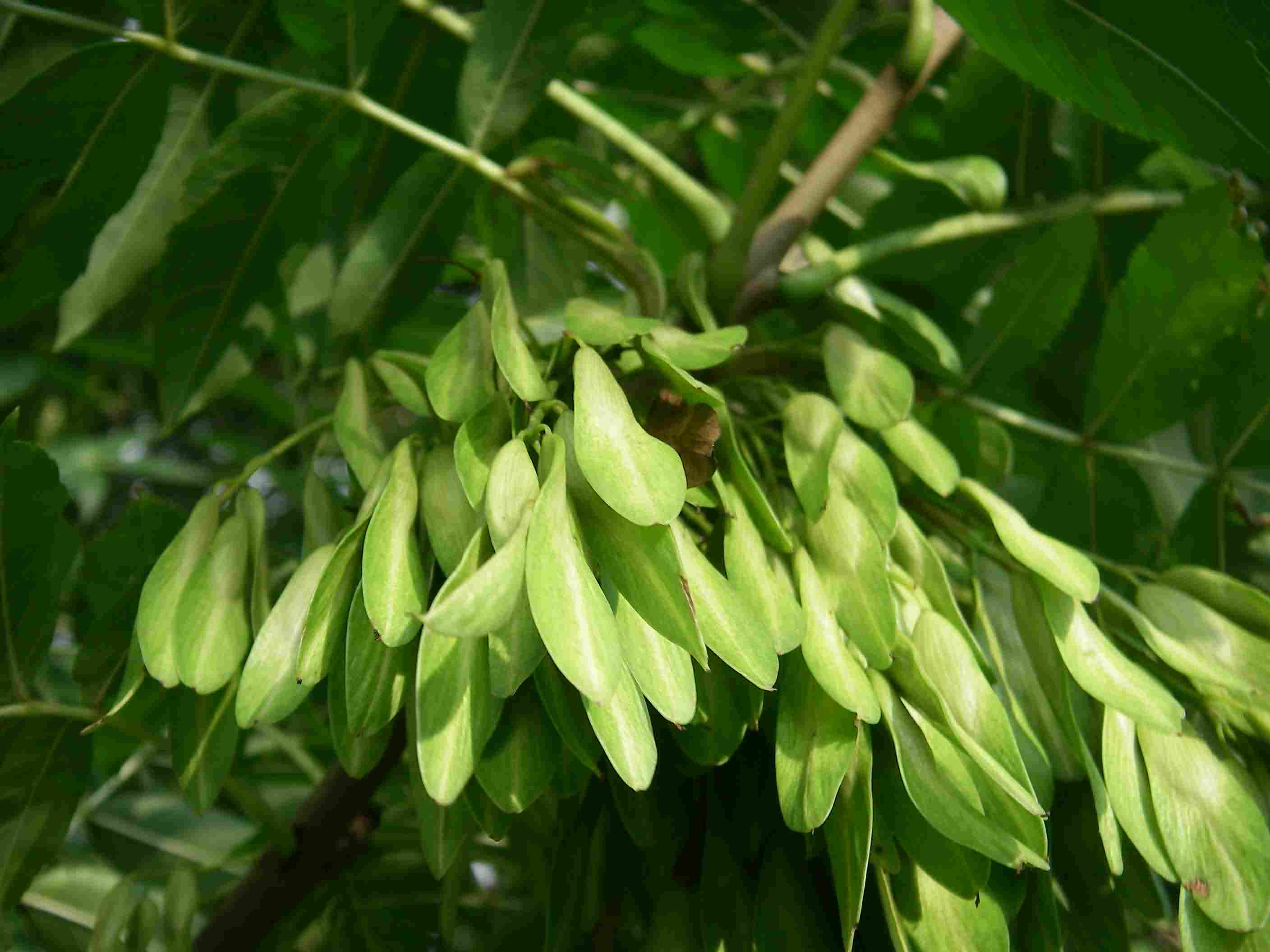 Fraxinus excelsior 5