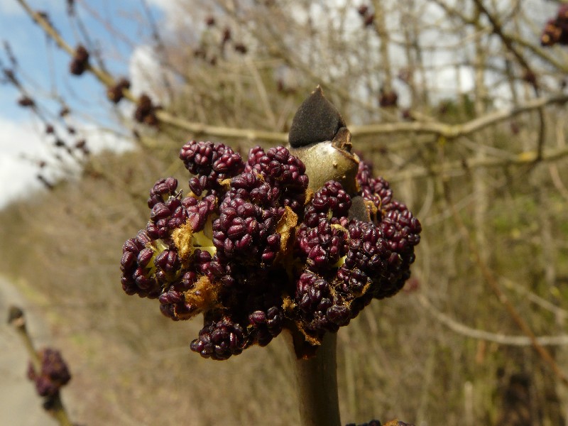 Fraxinus excelsior 2