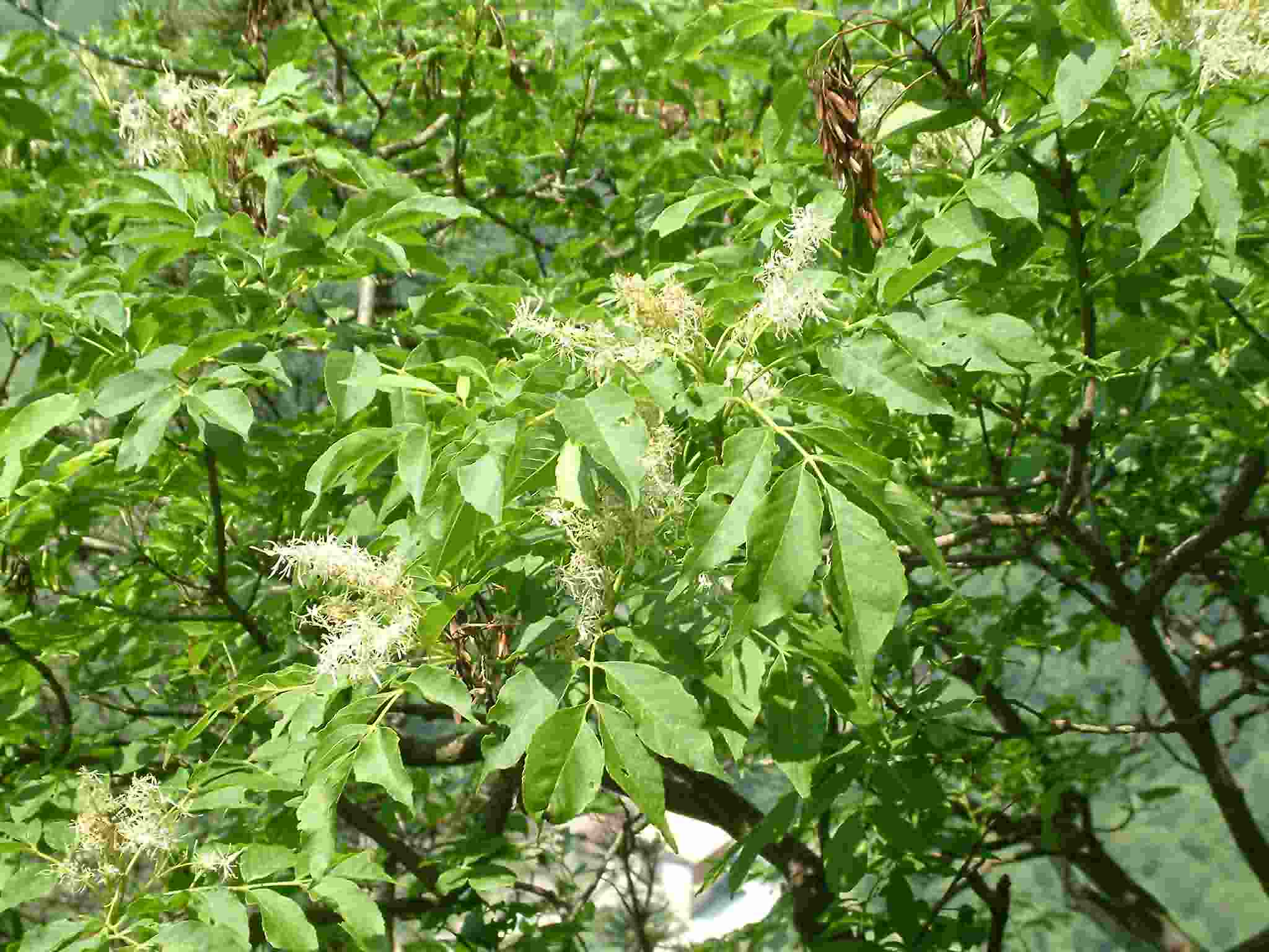 Fraxinus ornus 1