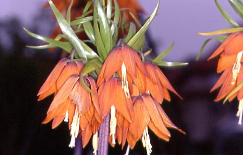 Fritillaria imperialis 1