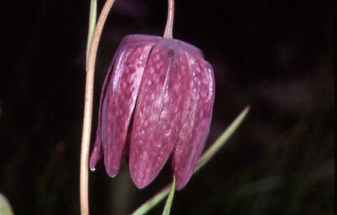 Fritillaria meleagris 2