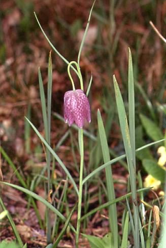 Fritillaria meleagris 1