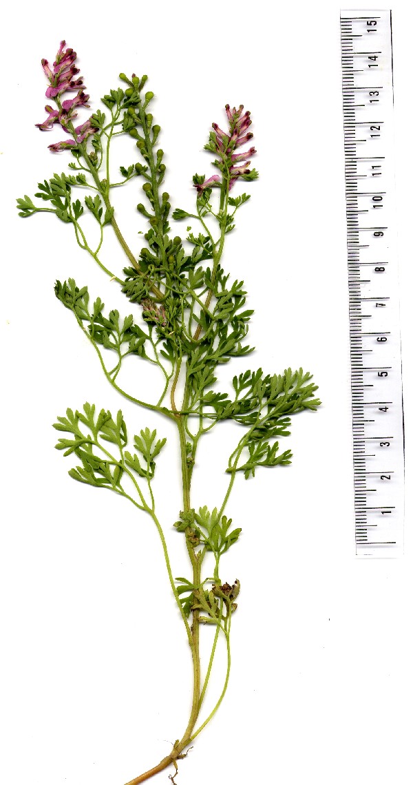 Fumaria officinalis 1