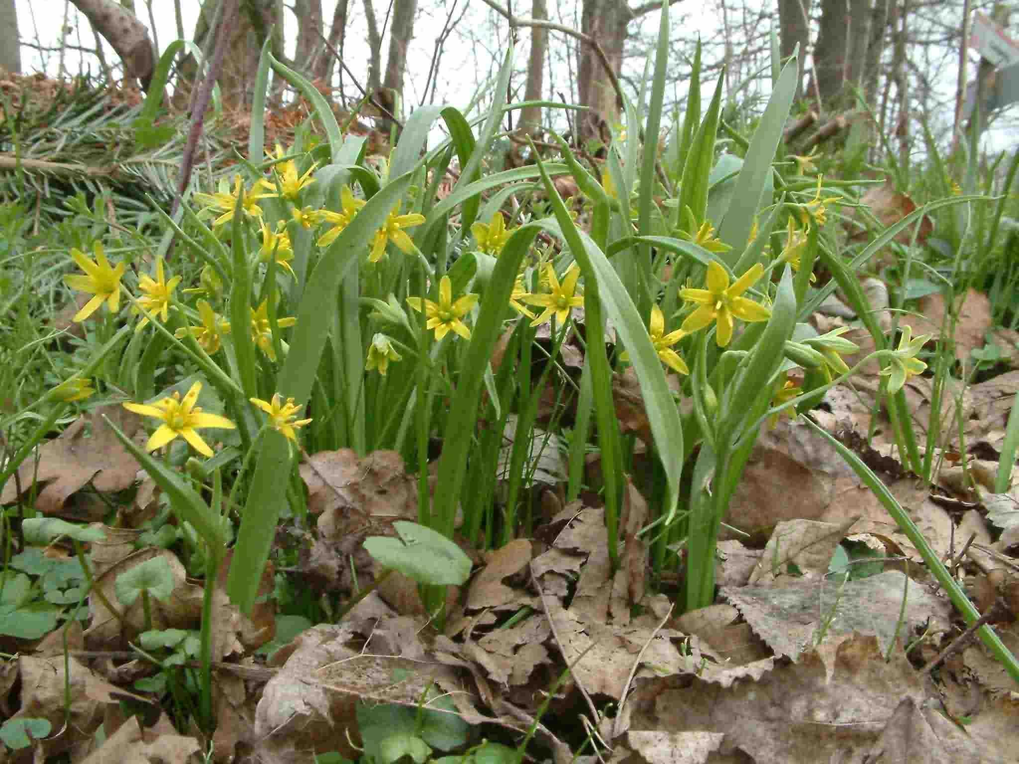 Gagea lutea 1