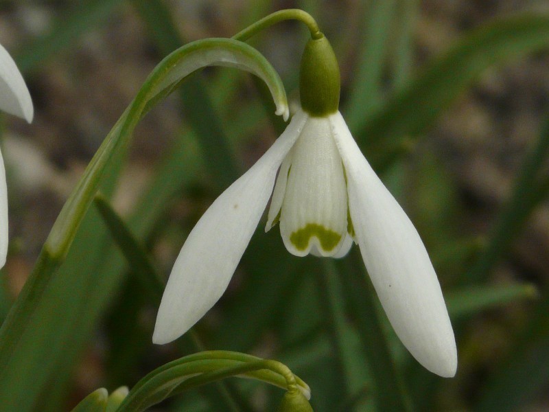 Galanthus elwesii 2