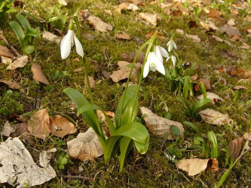 Galanthus woronowii 1