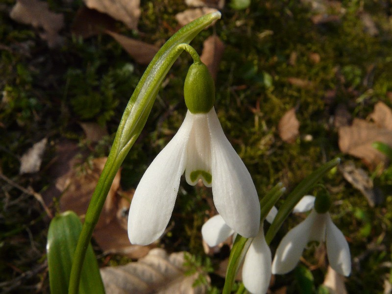 Galanthus woronowii 2