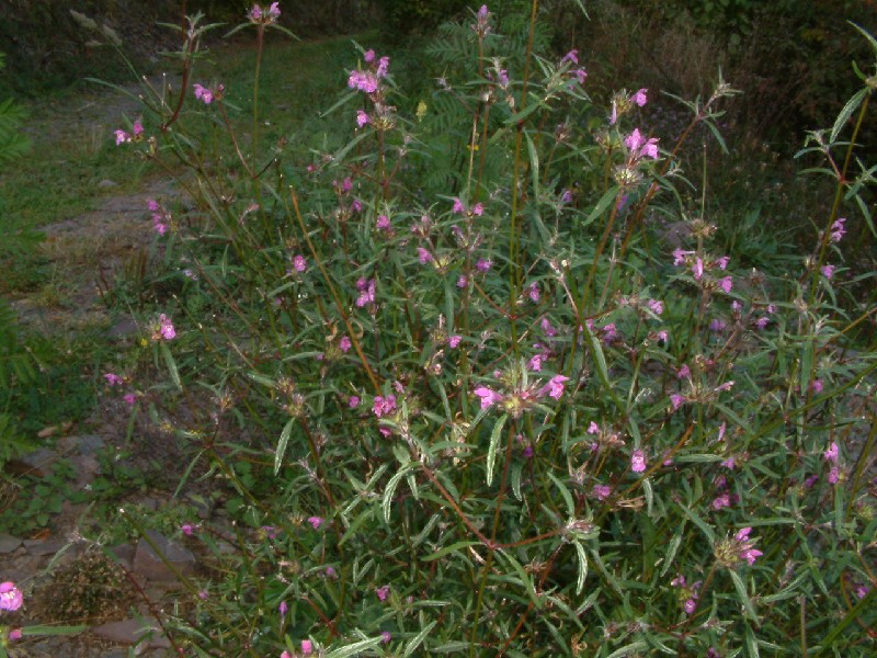 Galeopsis angustifolia 1