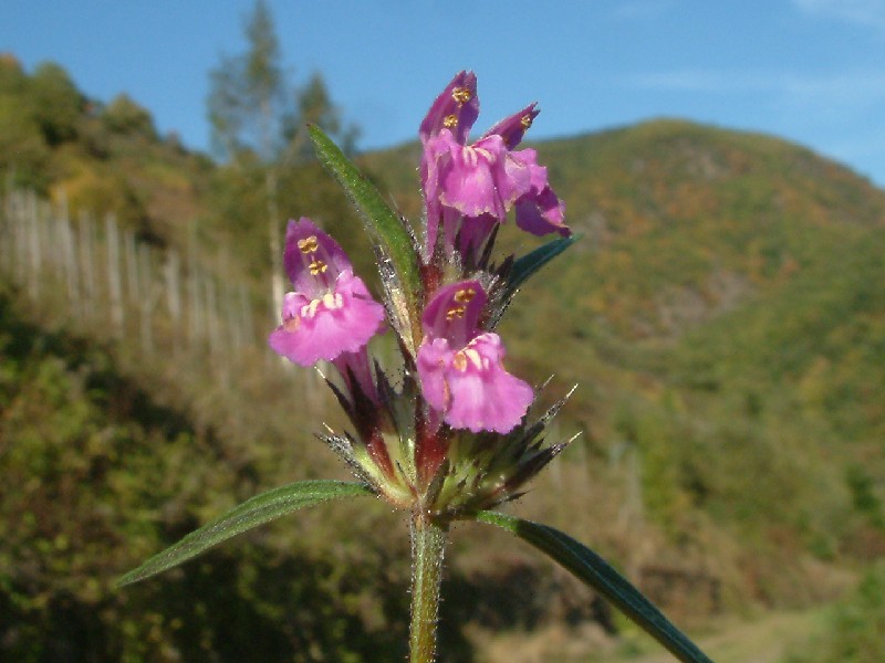 Galeopsis angustifolia 2