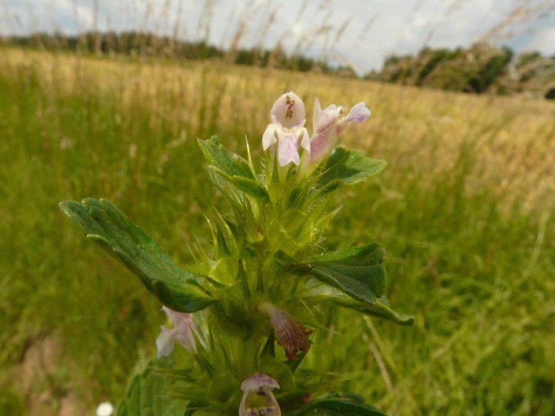 Galeopsis bifida