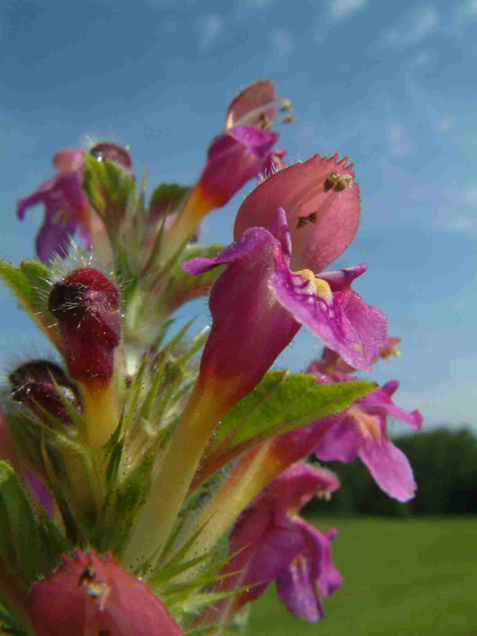 Galeopsis pubescens 2