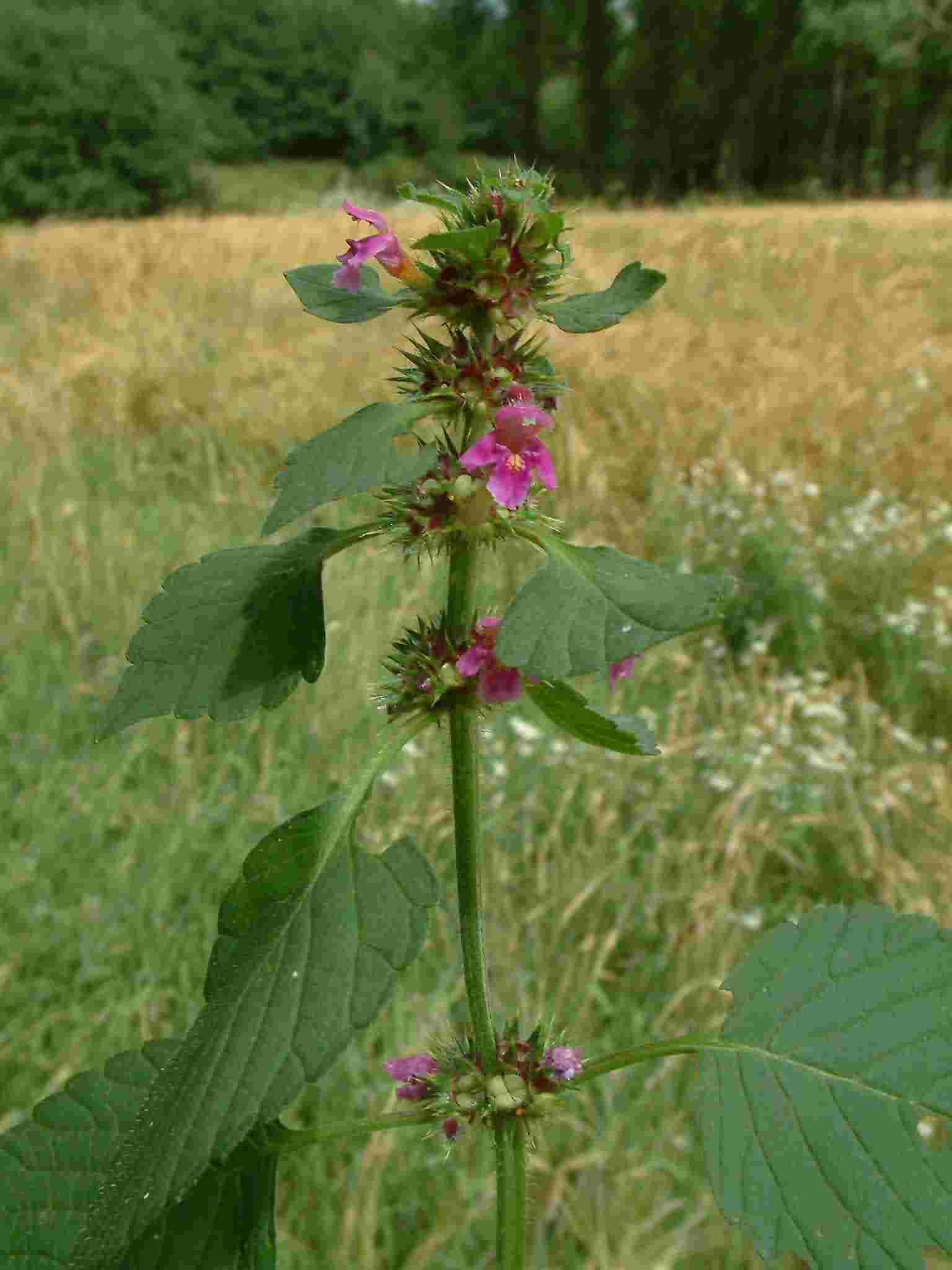 Galeopsis pubescens 1