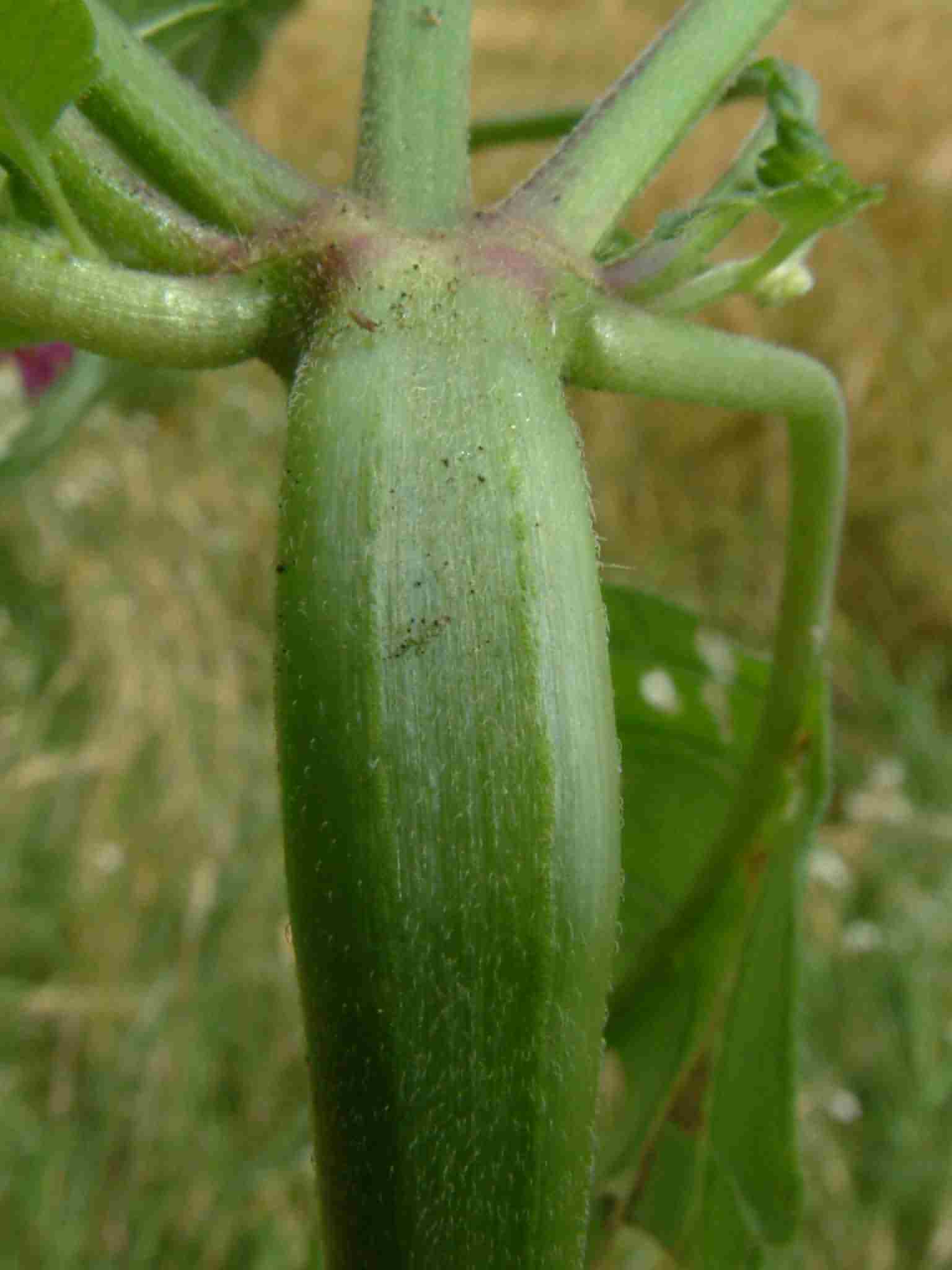 Galeopsis pubescens 3