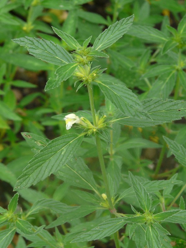 Galeopsis segetum 1