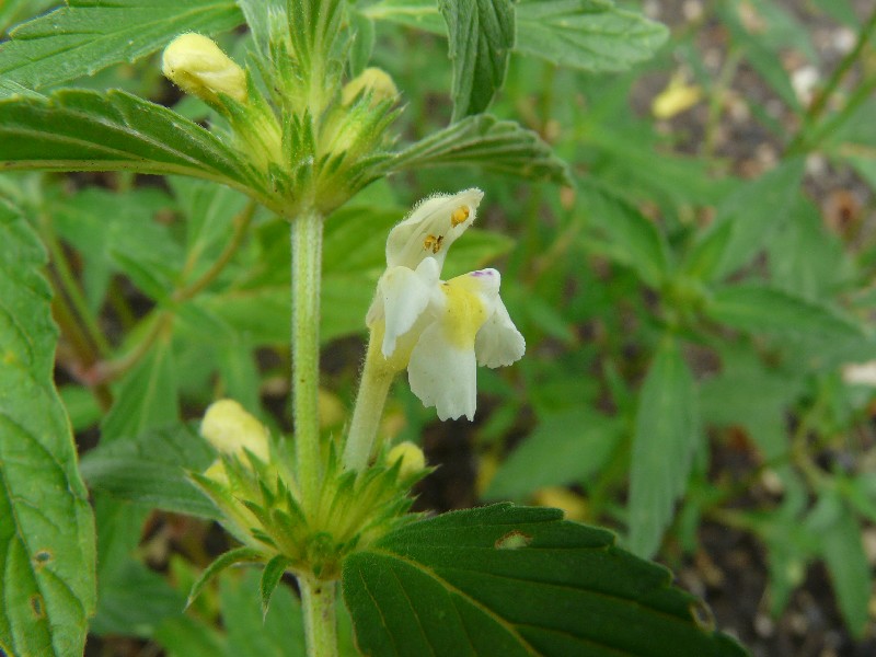 Galeopsis segetum 2