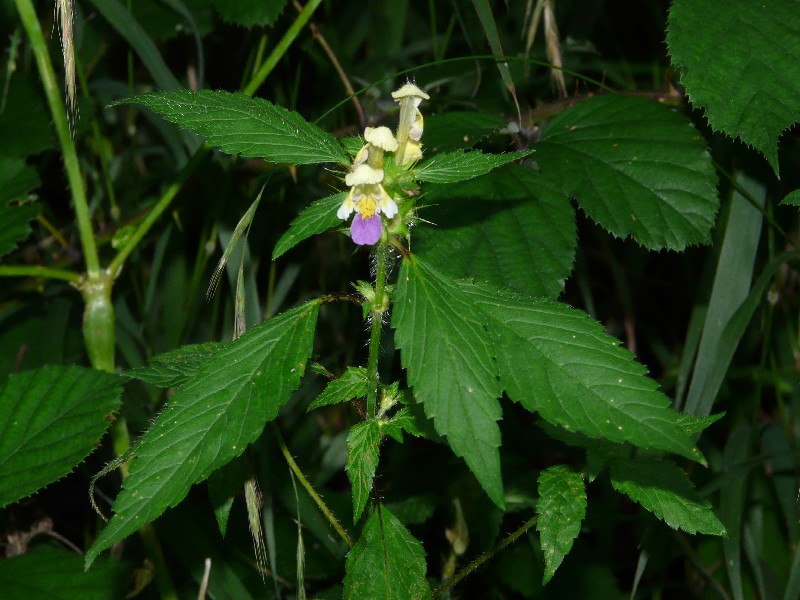 Galeopsis speciosa 1