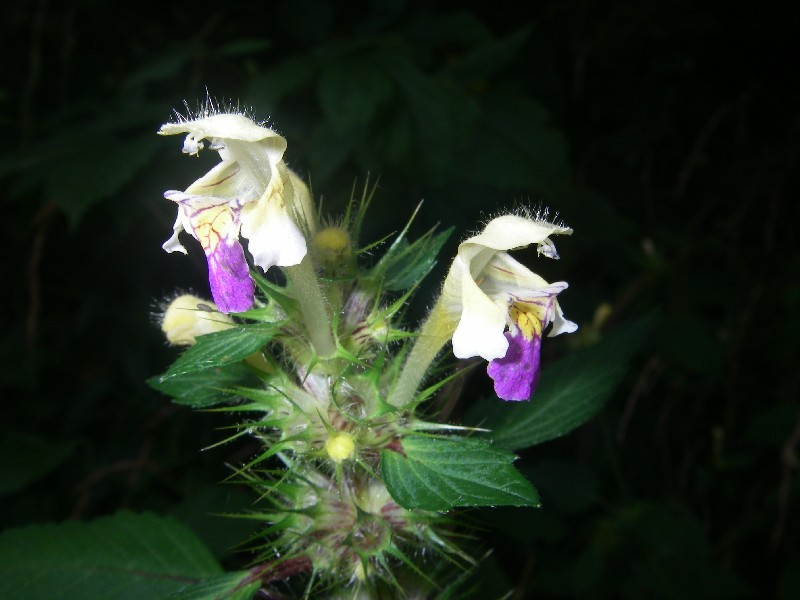 Galeopsis speciosa 2