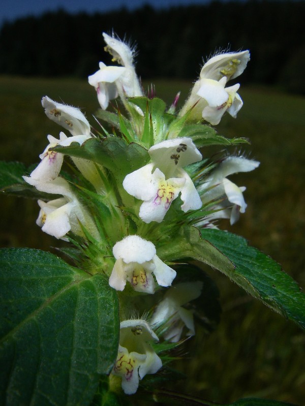 Galeopsis tetrahit 2