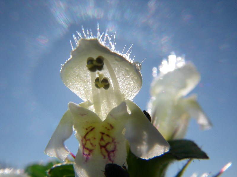 Galeopsis tetrahit 3