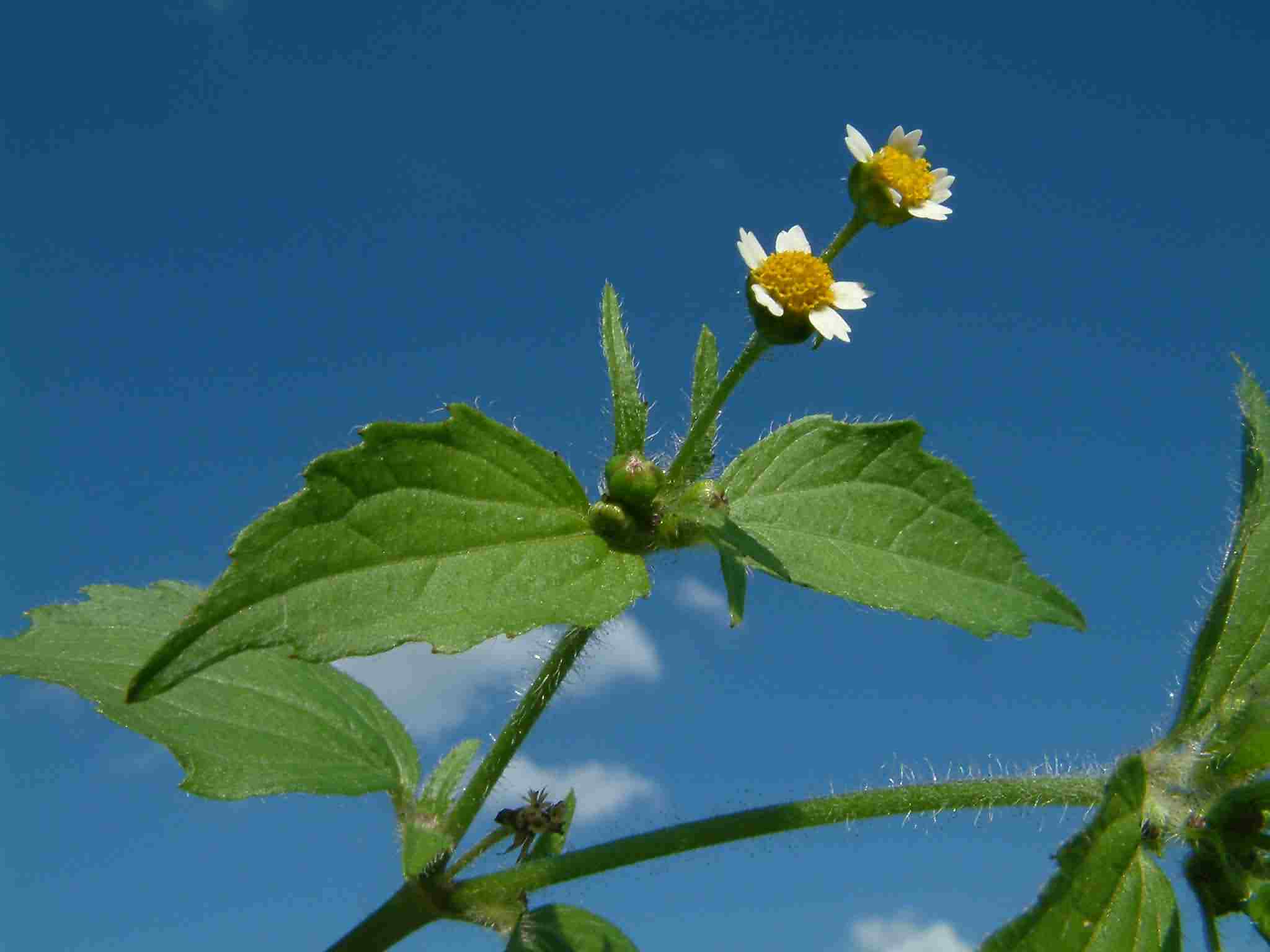 Galinsoga ciliata 1