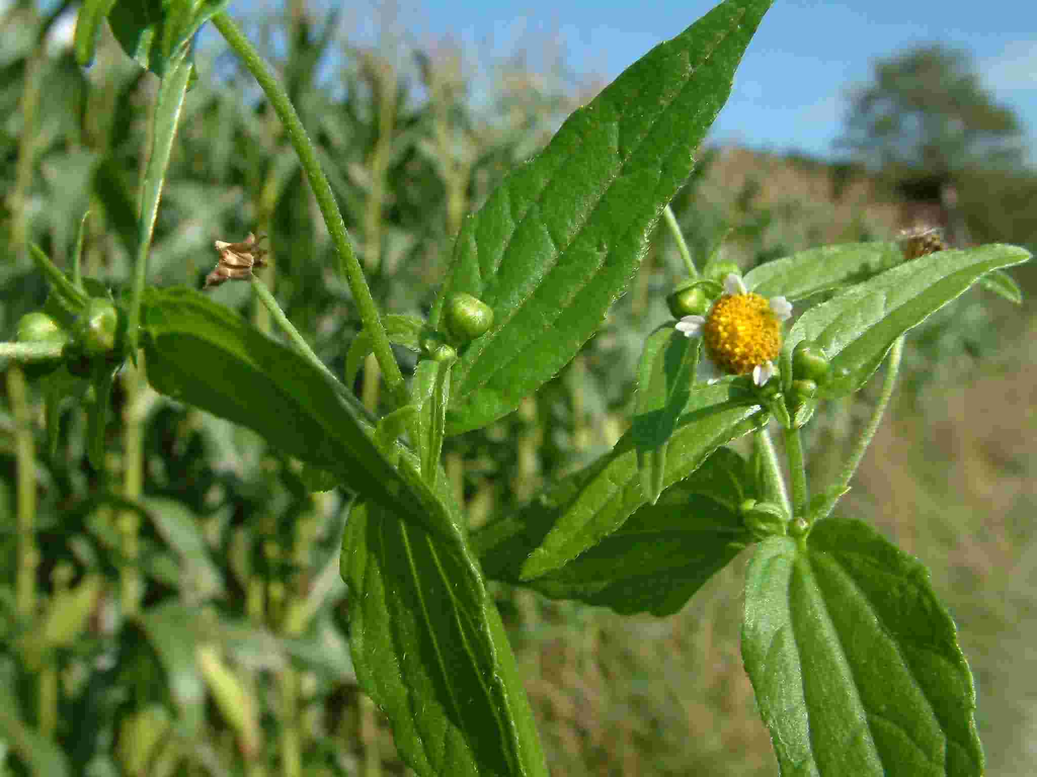 Galinsoga parviflora 2