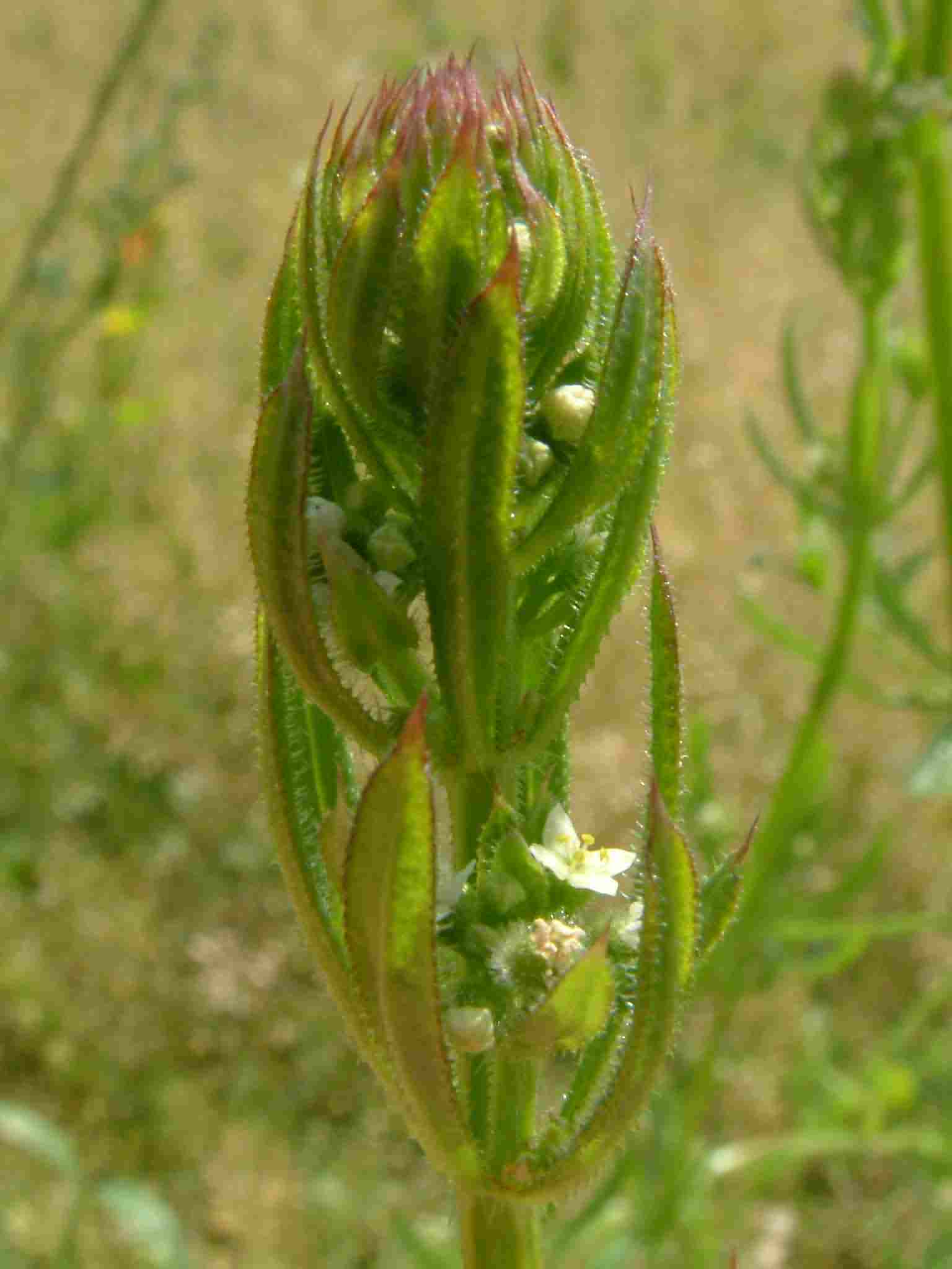 Galium aparine 1