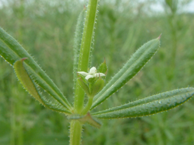 Galium aparine 2