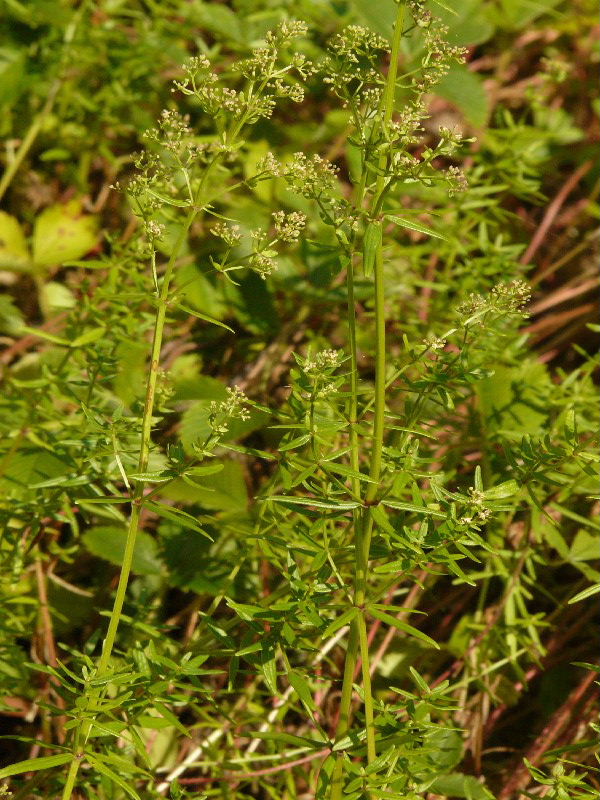 Galium boreale 1