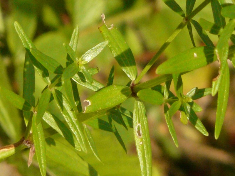 Galium boreale 2