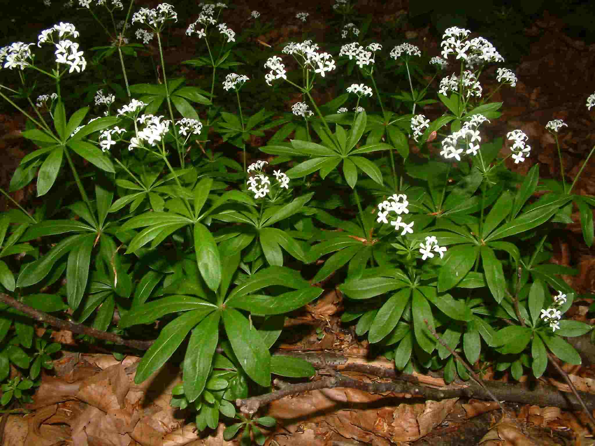 Galium odoratum 1