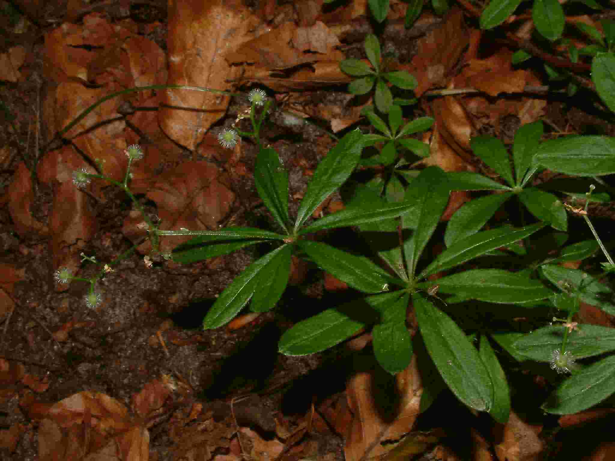 Galium odoratum 2