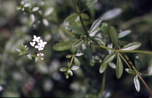 Galium palustre 1