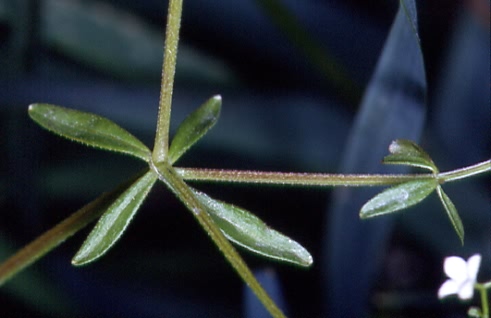 Galium palustre 2