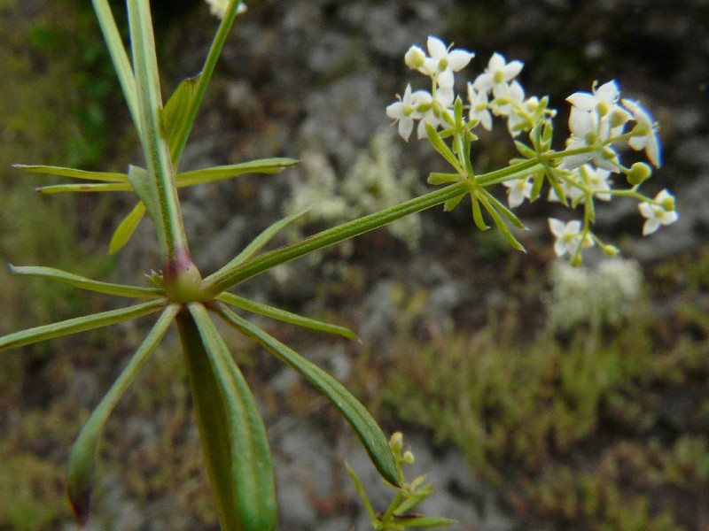 Galium pumilum