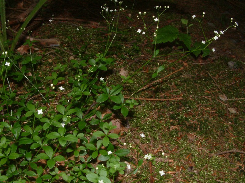 Galium rotundifolium 2